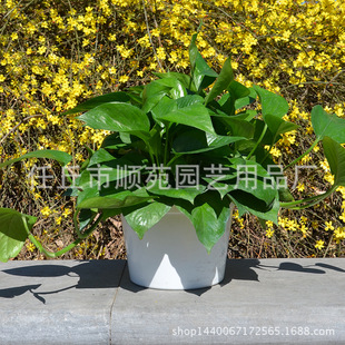 Wholesale Transplanting Flower Pot Lazy Plastic Resin Flower Pot 180 Green Rose Set Pot Office Green Rose Pot Waterproof
