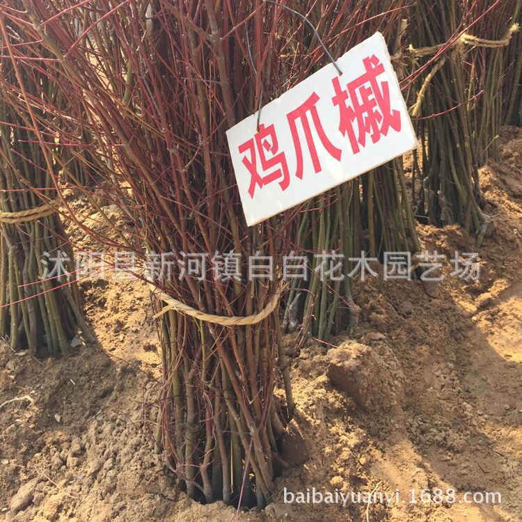 基地批发鸡爪槭树苗绿化苗木 鸡爪槭小苗 庭院绿化 成活率高