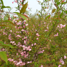 产地直销日本樱花树 樱花树苗 晚樱低价出售樱花树