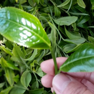 �F؛���l��ϸ�ɽ�ն���2021�����ѩɽ����ë��ԭ�a��ɢ�b����