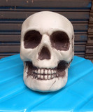 Маленькая реалистичная модель черепа, человеческая голова, череп, xэллоуин