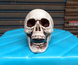 Маленькая реалистичная модель черепа, человеческая голова, череп, xэллоуин