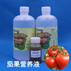 Nutritive solution, strawberry, plant lamp, probiotic