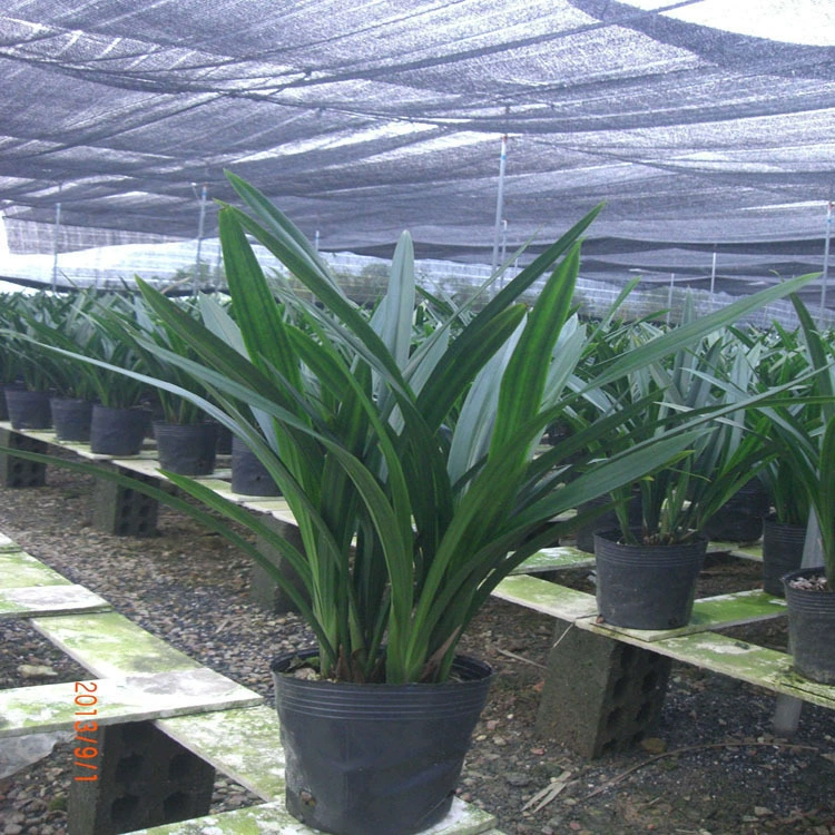 Орхидея Молан Ци Хэ, сильнодушистая Молан, популярные комнатные цветы, свежие орхидеи, цветочные скидки