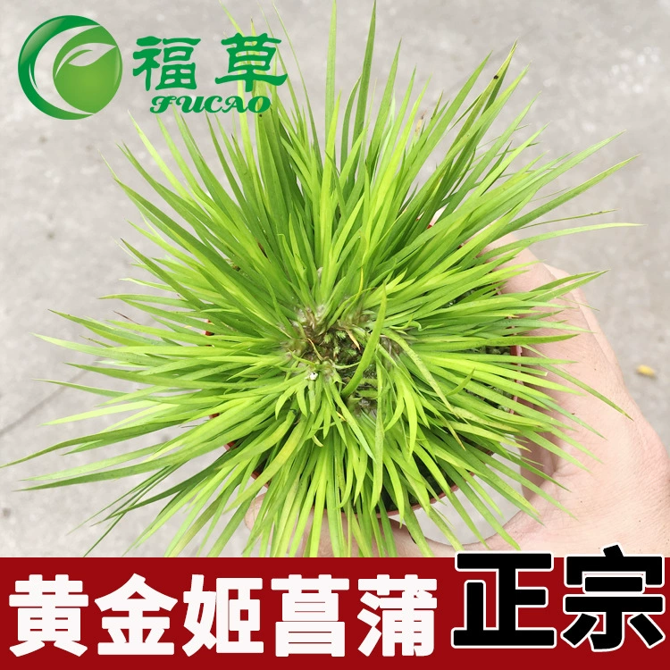 [Большая поставка] Благословенная трава Золото Дзи Тигр Борода Деньги Аир Ваша лодка Мох Аир Растение в горшке