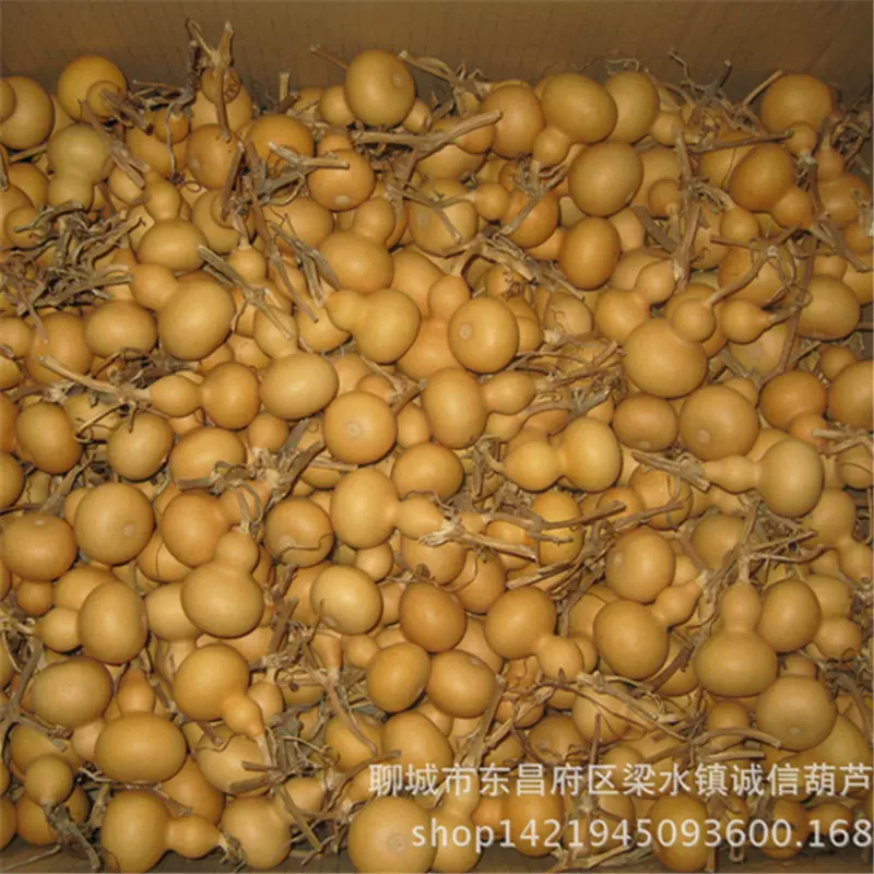 天然葫芦美国小葫芦 手捻葫芦4-7厘米高度 文玩把玩小葫芦