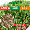 Wheat seeds sprout seedlings, big wheat seedlings, water cultivation, coat -breed seedlings planting cat mint grass, cat grass seed seeds