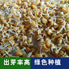 Wheat seeds sprout seedlings, big wheat seedlings, water cultivation, coat -breed seedlings planting cat mint grass, cat grass seed seeds