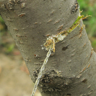 Third Generation Wire Saw Stainless Steel Wire Saw Rope Chain Wire Saw Lifesaving Saw Camping Supplies Outdoor Survival Tool Wire Saw