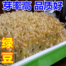 小粒绿豆发绿豆芽专用小粒明绿豆芽种籽珍珠粒绿豆芽苗菜蔬菜种孑