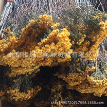 ���S��÷���M�ڸɻ�������Ȼֲ�����յ����bҾӲ廨����