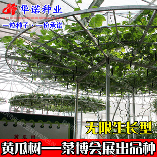 ˮ��С�S�Ϙ� �߲˘�N�����l �̨��ɫ�߲˷N��ԭ���b5���N��