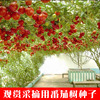 Virgin Fruit Tomato Tree Seed Vegetable Tree Seeds Fruit Fruit Fruit Crossing Cherry Cherry Grandma Fruit Vegetable Vegetable Seedlings