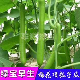 �߲˷N�� �G������÷�����ӹ� �ι� ˮ�� ���J�ϷN��ԭ�b10��