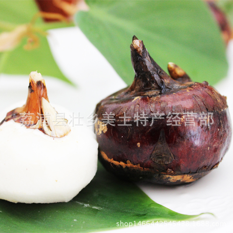 Guilin Specialty from Guangxi: Liupu Water Chestnuts, Crispy, Sweet, Seedless, Freshly Dug with Pulp, Direct Supply Fruit Type