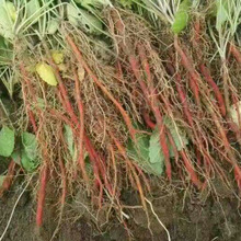 ���a�؟��N�����l���|�����N������ă�ș�Ļ��ո���������