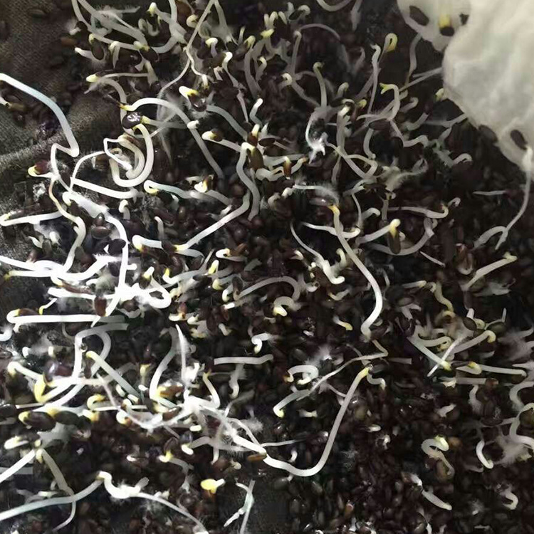 优质高产桔梗种子批发中药材种子 种植技术价格桔梗种子