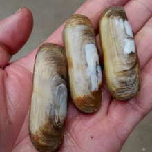 【海蚬】_海蚬品牌/图片/价格_海蚬批发_阿里巴巴