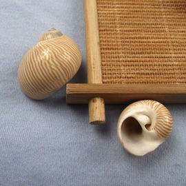 海螺/贝壳;工艺原料;沙石砾石
