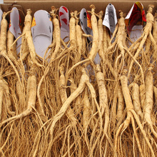 人参林下参泡酒煲汤单支装长白山人参整根人参干货