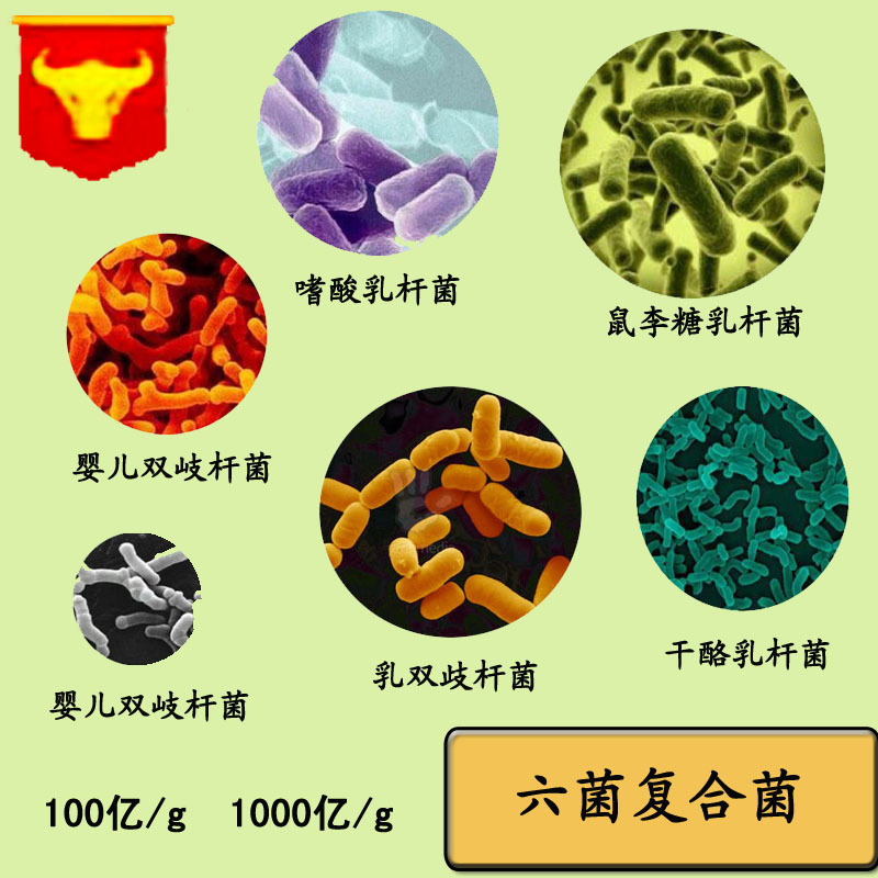 供应6菌复合菌 100亿/g  质量保证