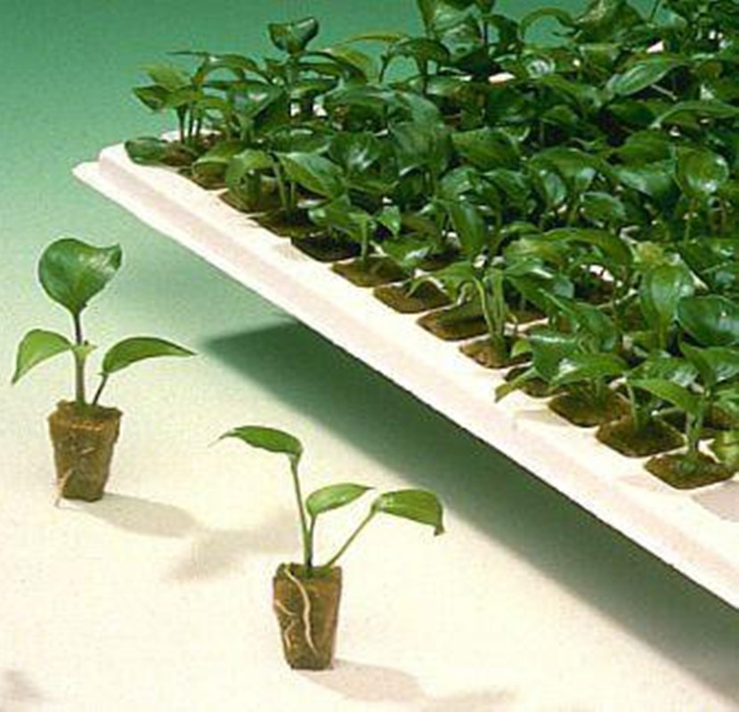 Grodan holandés hidropónico de lana roca enchufe soilless cultivo sustrato agrícola corte plántulas bloque 25*25*40mm