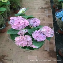 ľֱN䡿ľɻoMĹСë