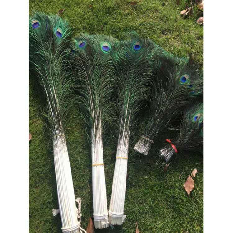 厂家直销天然孔雀毛花瓶插花装饰羽毛90-100孔雀羽毛居家摆件