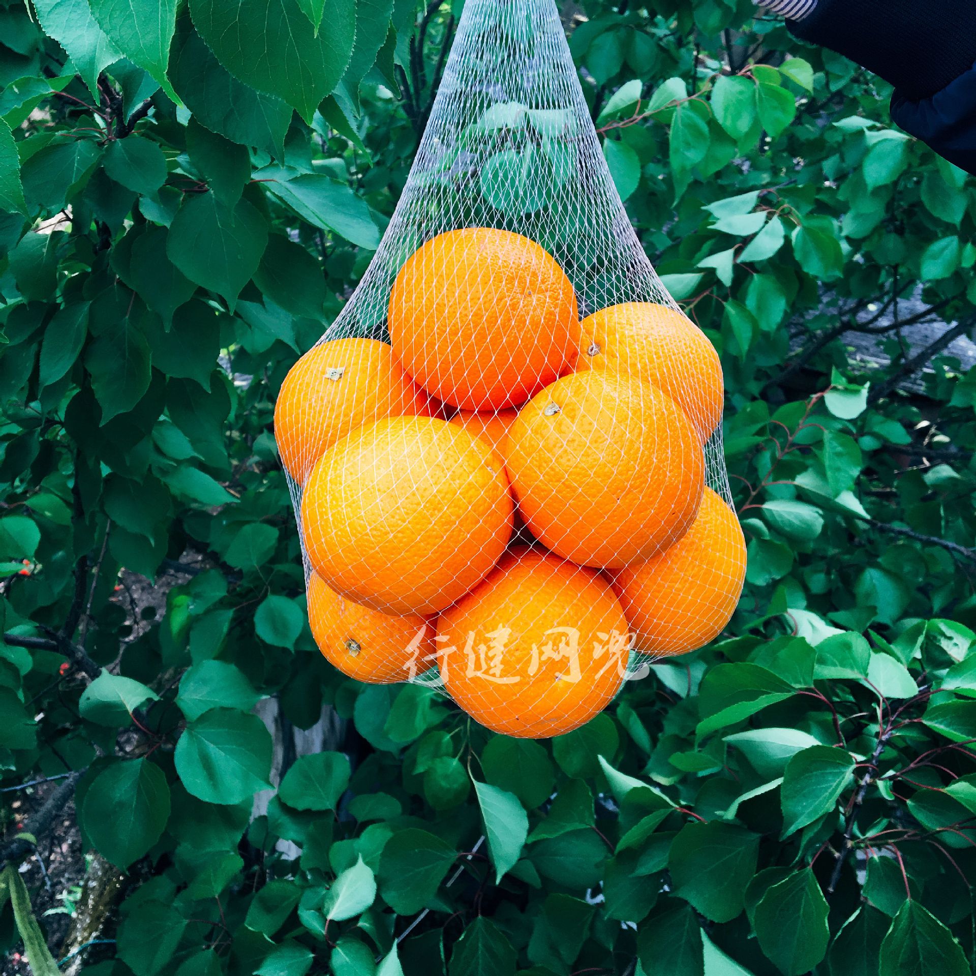水果网兜橘子网袋超市散装干果农副产品零食包装源头工厂现货直发