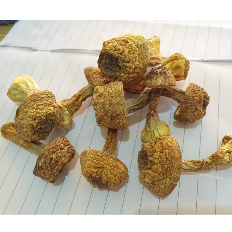 Haniu Agaricus blazei сухие товары Гриб Юньнань специальность Agaricus blazei бразильский гриб 500 г