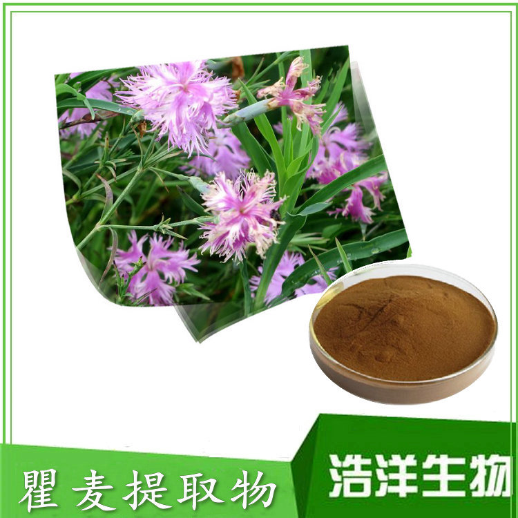 瞿麦提取物 洛阳花 石竹子花 十样景花 一公斤起订