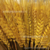 Wheat ears bouquet opening Damai pastoral decorative gift simulation flower