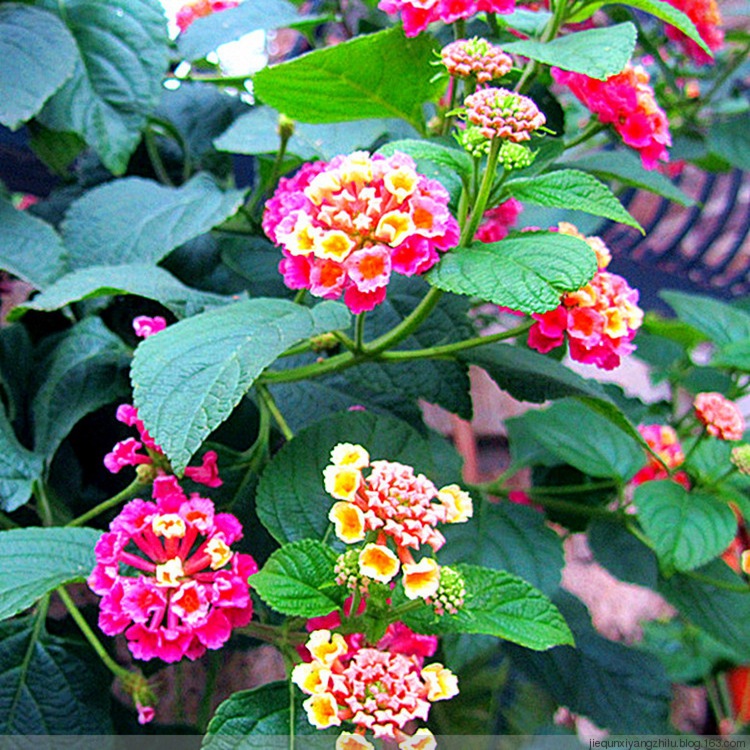 批发多年生彩色花卉五色梅花种子马缨丹四季开花驱蚊驱虫花种子