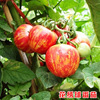 Flower embroidery tomato seeds potted tomato unlimited growth red and yellow potted cocktail cocktail tomato seed 孑