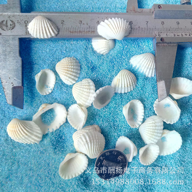 Wholesale Natural White Snow Shell Conch Shell 500g Graffiti Painting Mediterranean Home Decoration Wall Sticker DIY