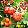 Flower embroidery tomato seeds potted tomato unlimited growth red and yellow potted cocktail cocktail tomato seed 孑