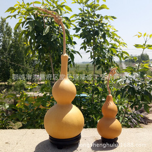 ��Ȼ���J ��̖�������J ��Ƥ���J��ˇƷ ���J��� 8-30cm