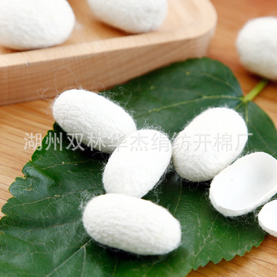 Manufactor[Large supply]natural white Silkworm cocoon Ganjian Wholesale cocoon mulberry silk