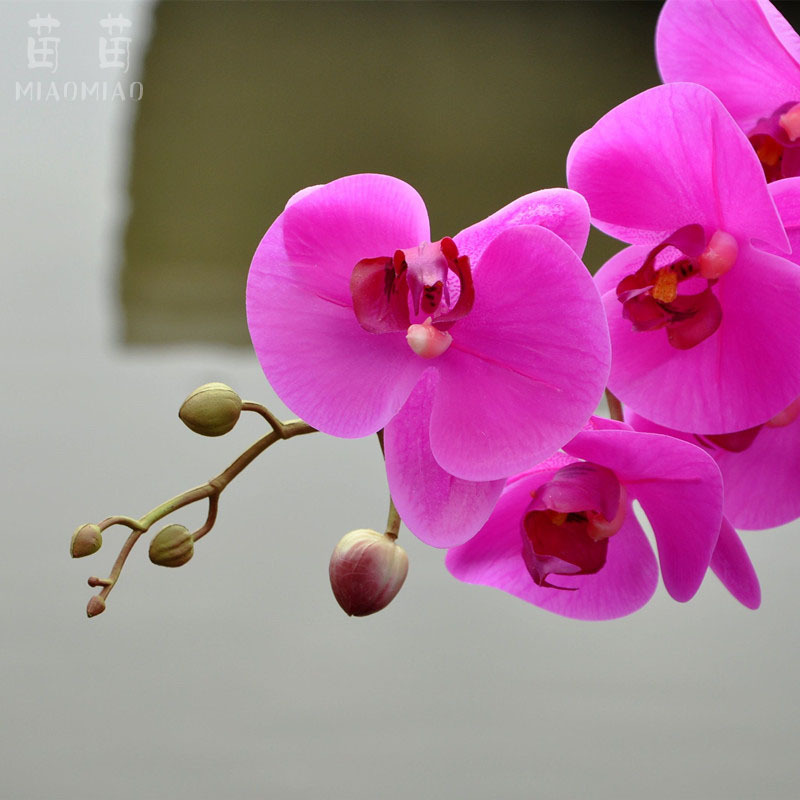 仿真蝴蝶兰手感胶PU白色蝴蝶兰单枝厂家批发家居装饰仿真花盆栽