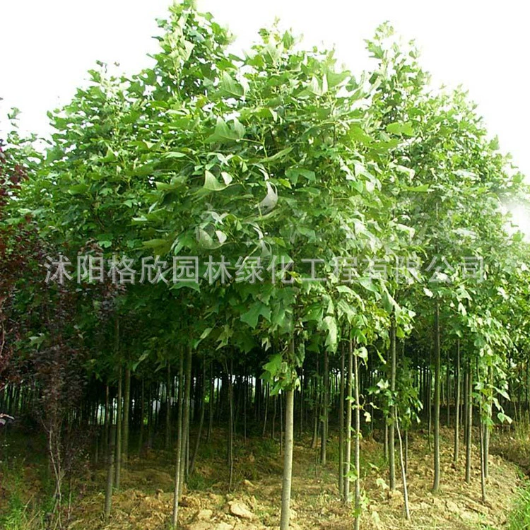 Озеленение деревьев, Базовый оптовый проект рассады деревьев Liriodendron, Озеленение и Пересадка рассады уличных деревьев, Liriodendron chinense