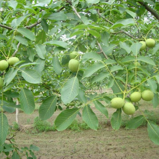 ���س����p��������Ҙ��� һ������3���ּ޽Ӻ�����