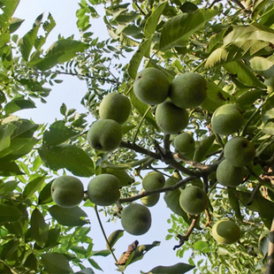 �F�ڬF�u�޽Ӻ�����  1�׸� ��Ƥ ���� 8518�Ȯ���Y��������