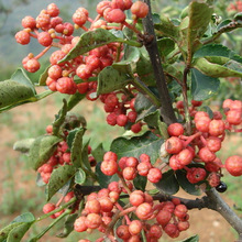 ��t�ۻ�����ζ������ ����ֱ�N�F؛���������� �S�a���a������