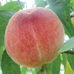 ӳ˪�t�Ҙ����ϵ�l�_�S�a���a����ζ������ɿ��Ҙ���