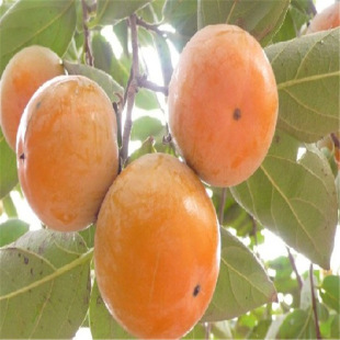 ������������l������������Ʒ�N��������Ʒ�N������޽Ӵ�������