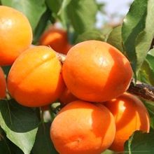 仁源农业出售品种杏树苗 实生苗大量现货 可嫁接品种杏树苗
