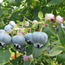 جFڬFuF{ݮ NҎ1-3ԱF{ݮ