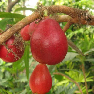 ������طNֲ ��t����˹���� ����������r�� ������������