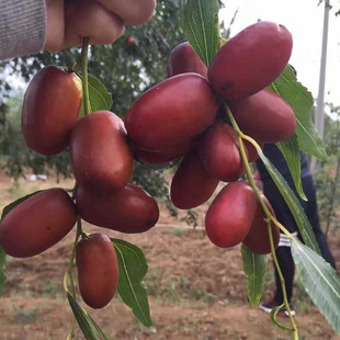 մ����������ۗ�����������l����1-3���ֽ�z4̖�����½��җ���