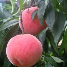 映霜红桃树苗脆甜可口规格易管理桃树苗量大从优易成活桃树苗